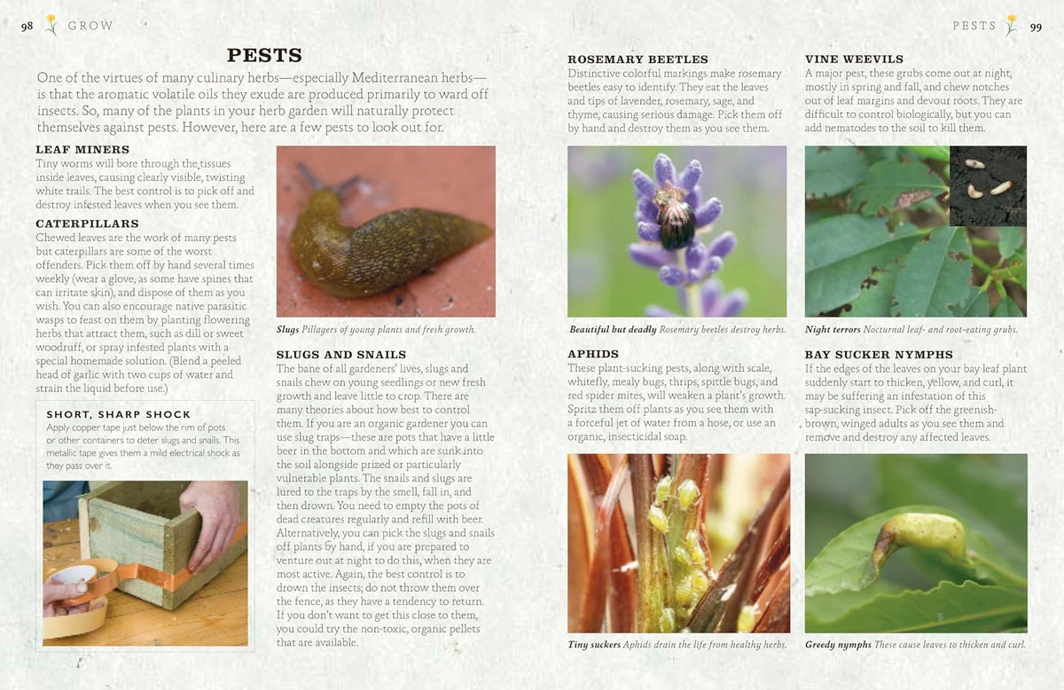 The Cook's Herb Garden: Grow, Harvest, Cook