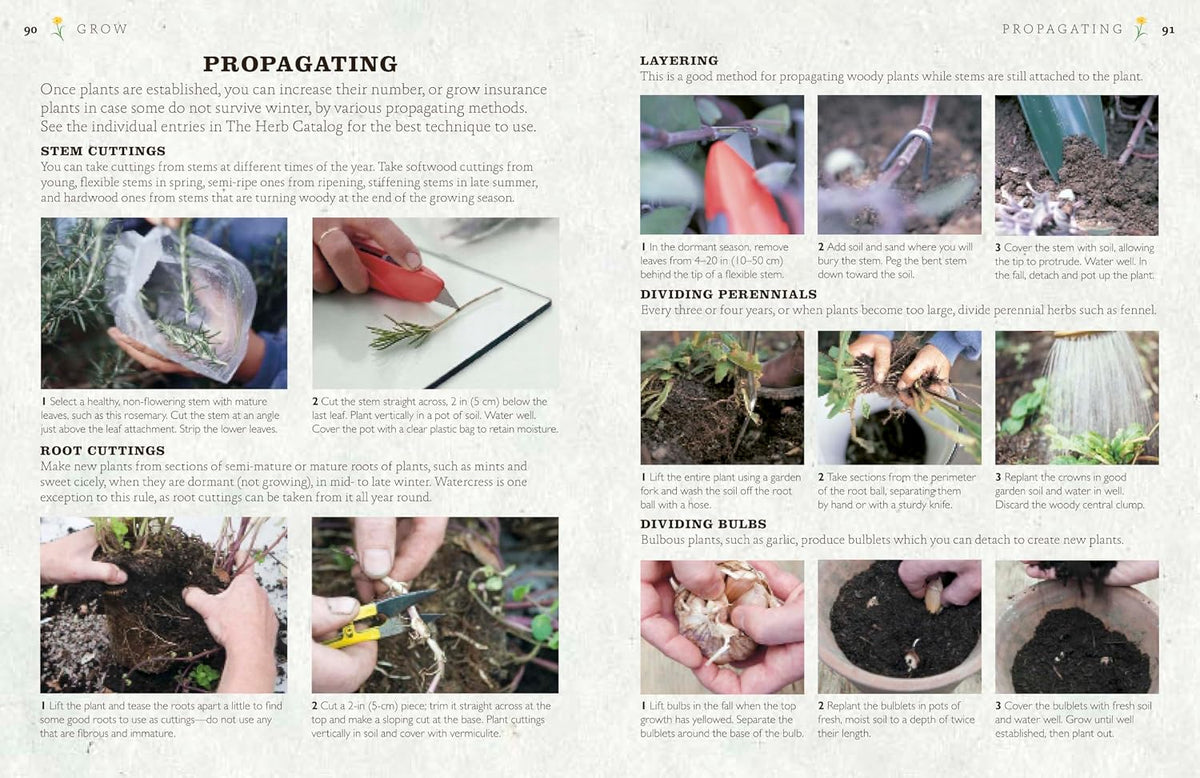 The Cook's Herb Garden: Grow, Harvest, Cook