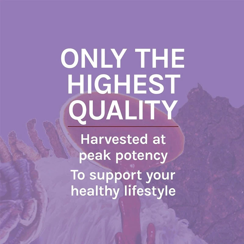 Premium Lion's Mane Capsules, Promotes Mental Clarity, Focus and Memory, Mushroom Supplement, Original Flavor Non-GMO