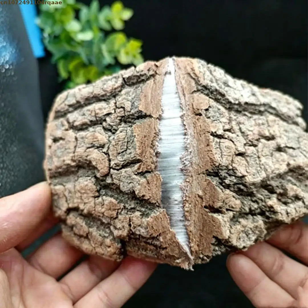 High-quality 100% Natural Eucommia Male Flower Wild Eucommia Ulmoides Bark Natural Health Wild Herb For Home Wedding Decoration